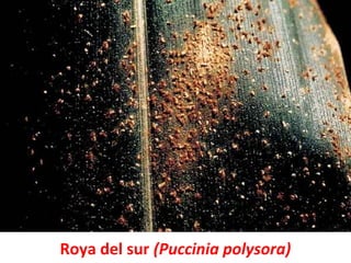 Roya del sur (Puccinia polysora)
 