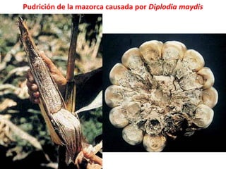 Pudrición de la mazorca causada por Diplodia maydis
 