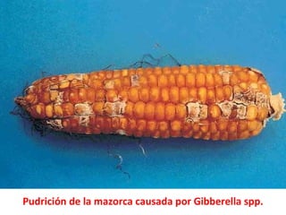 Pudrición de la mazorca causada por Gibberella spp.
 