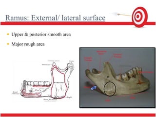 mandible | PPTX