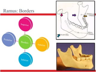 mandible | PPTX