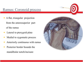 Rounded Ramus mandible | PPTX