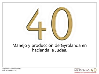 Alejandro Gómez Gómez.
Cel. 313 649 00 50
Manejo y producción de Gyrolanda en
hacienda la Judea.
 