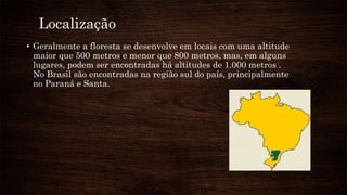 Localização
• Geralmente a floresta se desenvolve em locais com uma altitude
maior que 500 metros e menor que 800 metros, mas, em alguns
lugares, podem ser encontradas há altitudes de 1.000 metros .
No Brasil são encontradas na região sul do país, principalmente
no Paraná e Santa.
 