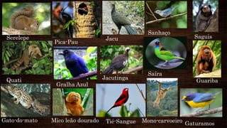 Serelepe
Quati
Gato-do-mato
Pica-Pau
Gralha Azul
Mono-carvoeiroMico leão dourado
Jacu
Jacutinga
Tié-Sangue
Sanhaço
Saíra
Gaturamos
Saguis
Guariba
 