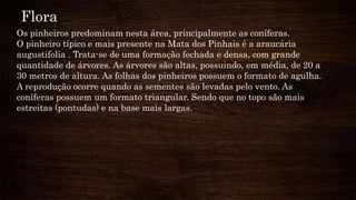 Flora
Os pinheiros predominam nesta área, principalmente as coníferas.
O pinheiro típico e mais presente na Mata dos Pinhais é a araucária
augustifolia . Trata-se de uma formação fechada e densa, com grande
quantidade de árvores. As árvores são altas, possuindo, em média, de 20 a
30 metros de altura. As folhas dos pinheiros possuem o formato de agulha.
A reprodução ocorre quando as sementes são levadas pelo vento. As
coníferas possuem um formato triangular. Sendo que no topo são mais
estreitas (pontudas) e na base mais largas.
 