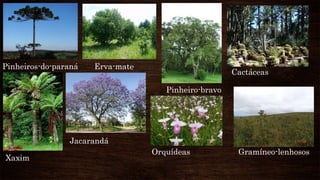 Pinheiros-do-paraná
Xaxim
Erva-mate
Jacarandá
Pinheiro-bravo
Cactáceas
Orquídeas Gramíneo-lenhosos
 
