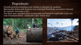 Degradação
Grande procura econômica em relação a extração de madeira.
Queimadas feitas pelo homem com principal finalidade econômica (manejo
de animais, lavouras e etc) .
Um fator que contribui para a araucária ser bastante explorada é que seu
solo é bastante fértil , conhecido como “terra-roxa”.
 