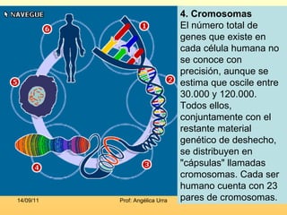 4. Cromosomas  El número total de genes que existe en cada célula humana no se conoce con precisión, aunque se estima que oscile entre 30.000 y 120.000. Todos ellos, conjuntamente con el restante material genético de deshecho, se distribuyen en "cápsulas" llamadas cromosomas. Cada ser humano cuenta con 23 pares de cromosomas.  