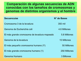 Comparación de algunas secuencias de ADN conocidas con los tamaños de cromosomas y genomas de distintos organismos y el hombre Secuencuias                                         N° de Bases Cromosoma 3 de la levadura                                        350 mil Genoma de Escherichia coli                                          4.6 Millones El más grande cromosoma de levadura mapeado            5.8 Millones Genoma de la levadura                                                   15 Millones El más pequeño cromosoma humano (Y)                           50 Millones El más grande cromosoma humano (1)                            250 Millones Genoma Humano                                                               3 Billones  