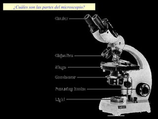 ¿Cuáles son las partes del microscopio?
 