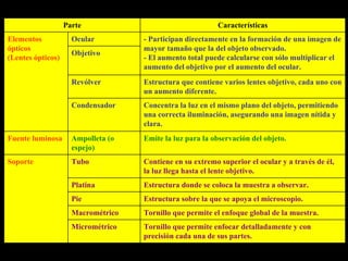Parte                                  Características
Elementos            Ocular         - Participan directamente en la formación de una imagen de
ópticos                             mayor tamaño que la del objeto observado.
                     Objetivo
(Lentes ópticos)                    - El aumento total puede calcularse con sólo multiplicar el
                                    aumento del objetivo por el aumento del ocular.
                     Revólver       Estructura que contiene varios lentes objetivo, cada uno con
                                    un aumento diferente.
                     Condensador    Concentra la luz en el mismo plano del objeto, permitiendo
                                    una correcta iluminación, asegurando una imagen nítida y
                                    clara.
Fuente luminosa      Ampolleta (o   Emite la luz para la observación del objeto.
                     espejo)
Soporte              Tubo           Contiene en su extremo superior el ocular y a través de él,
                                    la luz llega hasta el lente objetivo.
                     Platina        Estructura donde se coloca la muestra a observar.
                     Pie            Estructura sobre la que se apoya el microscopio.
                     Macrométrico   Tornillo que permite el enfoque global de la muestra.
                     Micrométrico   Tornillo que permite enfocar detalladamente y con
                                    precisión cada una de sus partes.
 