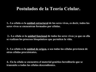 Postulados de la Teoría Celular.

1.- La célula es la unidad estructural de los seres vivos, es decir, todos los
seres vivos se encuentran formados por células.


 2.- La célula es la unidad funcional de todos los seres vivos ya que en ella
se realizan los procesos bioquímicos que permiten la vida.


3.- La célula es la unidad de origen, o sea todas las células provienen de
otras células preexistentes.


4.- En la célula se encuentra el material genético hereditario que se
transmite a todas las células descendientes.
 