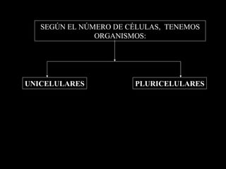 SEGÚN EL NÚMERO DE CÉLULAS, TENEMOS
               ORGANISMOS:




UNICELULARES           PLURICELULARES
 