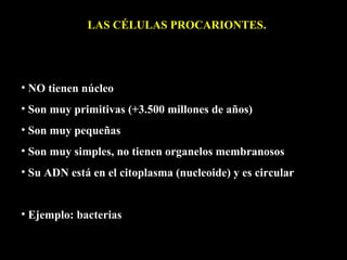 LAS CÉLULAS PROCARIONTES.




• NO tienen núcleo
• Son muy primitivas (+3.500 millones de años)
• Son muy pequeñas
• Son muy simples, no tienen organelos membranosos
• Su ADN está en el citoplasma (nucleoide) y es circular


• Ejemplo: bacterias
 