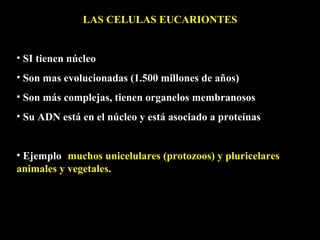 LAS CELULAS EUCARIONTES


• SI tienen núcleo
• Son mas evolucionadas (1.500 millones de años)
• Son más complejas, tienen organelos membranosos
• Su ADN está en el núcleo y está asociado a proteínas


• Ejemplo: muchos unicelulares (protozoos) y pluricelares
animales y vegetales.
 