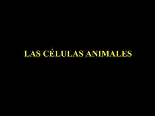 LAS CÉLULAS ANIMALES
 