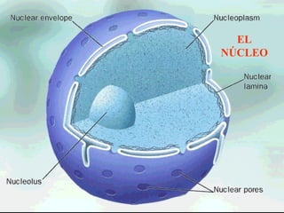 EL
NÚCLEO
 