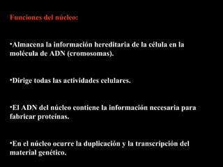 Funciones del núcleo:


•Almacena la información hereditaria de la célula en la
molécula de ADN (cromosomas).


•Dirige todas las actividades celulares.


•El ADN del núcleo contiene la información necesaria para
fabricar proteínas.


•En el núcleo ocurre la duplicación y la transcripción del
material genético.
 