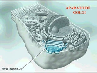 APARATO DE
   GOLGI
 