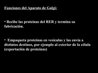 Funciones del Aparato de Golgi:


• Recibe las proteínas del RER y termina su
fabricación.


• Empaqueta proteínas en vesículas y las envía a
distintos destinos, por ejemplo al exterior de la célula
(exportación de proteínas)
 