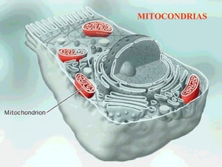 MITOCONDRIAS
 