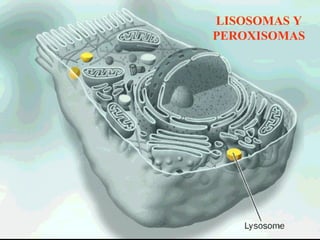 LISOSOMAS Y
PEROXISOMAS
 