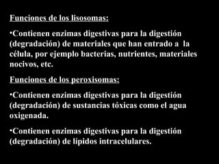 Funciones de los lisosomas:
•Contienen enzimas digestivas para la digestión
(degradación) de materiales que han entrado a la
célula, por ejemplo bacterias, nutrientes, materiales
nocivos, etc.
Funciones de los peroxisomas:
•Contienen enzimas digestivas para la digestión
(degradación) de sustancias tóxicas como el agua
oxigenada.
•Contienen enzimas digestivas para la digestión
(degradación) de lípidos intracelulares.
 