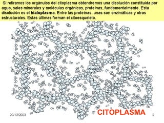 CITOPLASMA
 