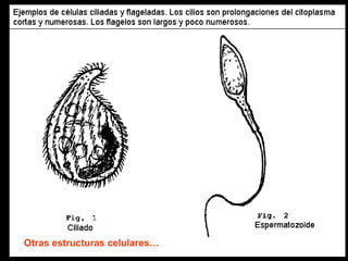 Otras estructuras celulares…
 