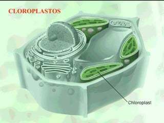 CLOROPLASTOS
 