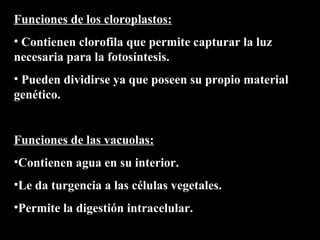 Funciones de los cloroplastos:
• Contienen clorofila que permite capturar la luz
necesaria para la fotosíntesis.
• Pueden dividirse ya que poseen su propio material
genético.


Funciones de las vacuolas:
•Contienen agua en su interior.
•Le da turgencia a las células vegetales.
•Permite la digestión intracelular.
 