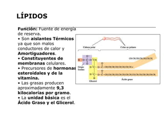 Función:  Fuente de energía de reserva. •  Son  aislantes Térmicos  ya que son malos conductores de calor y  Amortiguadores . •  Constituyentes de membranas  celulares. •  Precursores de  hormonas esteroidales y de la vitamina. •  Las grasas producen aproximadamente  9,3 kilocalorías por gramo . •  La  unidad básica  es el Ácido Graso y el Glicerol . LÍPIDOS 