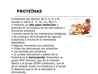 Compuesto por átomos de C, H, O y N; aunque a veces S , P, Fe, Cu, Mg e I. •  Presenta un  alto peso molecular  y participa en la mayoría de las estructuras y funciones celulares. •  Formar parte de las membranas biológicas •  Se encargan del transporte de algunas sustancias a través de la membrana plasmática •  Algunas hormonas son proteínas •  Todos los anticuerpos son proteínas •  Las enzimas son proteínas •  La unidad estructural o básica de la Proteína es el  Aminoácido . Presentan un grupo NH2 (Amino), que da el carácter básico y el grupo COOH (carboxilo), que le da el carácter ácido a la molécula y el grupo R (Radical) que le da la identidad al Aminoácido. PROTEÍNAS 
