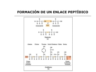 FORMACIÓN DE UN ENLACE PEPTÍDICO 