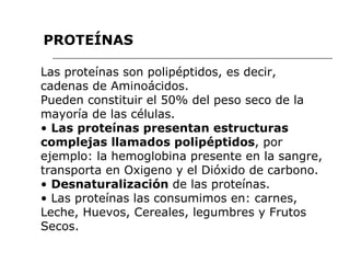 Las proteínas son polipéptidos, es decir, cadenas de Aminoácidos. Pueden constituir el 50% del peso seco de la mayoría de las células. •  Las proteínas presentan estructuras complejas llamados polipéptidos , por ejemplo: la hemoglobina presente en la sangre, transporta en Oxigeno y el Dióxido de carbono. •  Desnaturalización  de las proteínas. •  Las proteínas las consumimos en: carnes, Leche, Huevos, Cereales, legumbres y Frutos Secos. PROTEÍNAS 