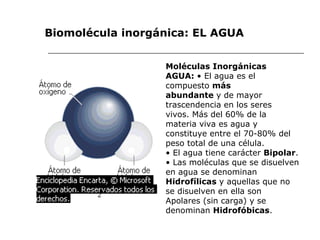 Moléculas Inorgánicas AGUA:  • El agua es el compuesto  más abundante  y de mayor trascendencia en los seres vivos. Más del 60% de la materia viva es agua y constituye entre el 70-80% del peso total de una célula. •  El agua tiene carácter  Bipolar . •  Las moléculas que se disuelven en agua se denominan Hidrofílicas  y aquellas que no se disuelven en ella son Apolares (sin carga) y se denominan  Hidrofóbicas . Biomolécula inorgánica: EL AGUA 