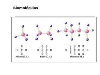 Biomoléculas 