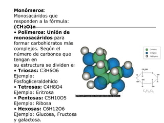 Monómeros : Monosacáridos que responden a la fórmula: (CH 2 O)n •  Polímeros: Unión de monosacáridos  para formar carbohidratos más complejos. Según el número de carbonos que tengan en su estructura se dividen en: •  Triosas:  C3H6O6 Ejemplo: Fosfogliceraldehído •  Tetrosas:  C4H8O4 Ejemplo: Eritrosa •  Pentosas:  C5H10O5 Ejemplo: Ribosa •  Hexosas:  C6H12O6 Ejemplo: Glucosa, Fructosa y galactosa. 