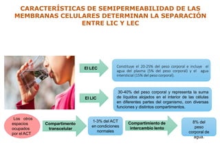 Constituye el 20-25% del peso corporal e incluye el
agua del plasma (5% del peso corporal) y el agua
intersticial (15% del peso corporal).
El LEC
30-40% del peso corporal y representa la suma
de líquidos alojados en el interior de las células
en diferentes partes del organismo, con diversas
funciones y distintos compartimentos.
El LIC
Los otros
espacios
ocupados
por el ACT
Compartimento
transcelular
1-3% del ACT
en condiciones
normales
Compartimiento de
intercambio lento
8% del
peso
corporal de
agua.
CARACTERÍSTICAS DE SEMIPERMEABILIDAD DE LAS
MEMBRANAS CELULARES DETERMINAN LA SEPARACIÓN
ENTRE LIC Y LEC
 
