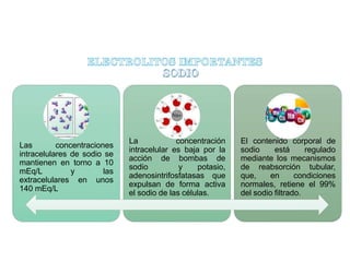Las concentraciones
intracelulares de sodio se
mantienen en torno a 10
mEq/L y las
extracelulares en unos
140 mEq/L
La concentración
intracelular es baja por la
acción de bombas de
sodio y potasio,
adenosintrifosfatasas que
expulsan de forma activa
el sodio de las células.
El contenido corporal de
sodio está regulado
mediante los mecanismos
de reabsorción tubular,
que, en condiciones
normales, retiene el 99%
del sodio filtrado.
 