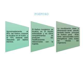 Aproximadamente, el
85% del fosforo corporal
se localiza en el hueso, y
el 15% restante está
dispuesto por tejidos
blandos.
El fósforo inorgánico, se
localiza, en el líquido
extracelular y en estos
compartimentos se
producen las
modificaciones
relacionadas con la
ingesta,
La movilización ósea y
eliminación renal, siendo
también fuente principal
de fosforo para finas
tanto estructurales como
energéticos para todas
las células del
organismo
 