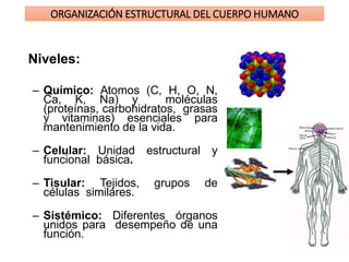 Niveles:
– Químico: Atomos (C, H, O, N,
Ca, K, Na) y moléculas
(proteínas, carbohidratos, grasas
y vitaminas) esenciales para
mantenimiento de la vida.
– Celular: Unidad estructural y
funcional básica.
– Tisular: Tejidos, grupos de
células similares.
– Sistémico: Diferentes órganos
unidos para desempeño de una
función.
ORGANIZACIÓN ESTRUCTURAL DEL CUERPO HUMANO
 