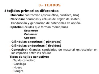 4 tejidos primarios diferentes
Músculo: contracción (esquelético, cardíaco, liso)
Nervioso: neuronas y células del tejido de sostén.
Conducción y generación de potenciales de acción.
Epitelial: células que forman membranas
Escamoso
Columnar
Cuboidal
Glándulas exocrinas ( páncreas)
Glándulas endocrinas ( tiroides)
Conectivo: Grandes cantidades de material extracelular en
los espacios entre las células
Tipos de tejido conectivo:
Tejido conectivo
Cartílago
Hueso
Sangre
3.- TEJIDOS
 