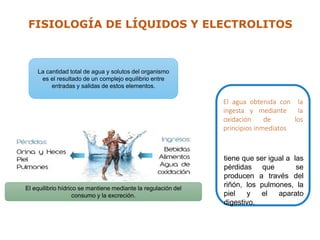 La cantidad total de agua y solutos del organismo
es el resultado de un complejo equilibrio entre
entradas y salidas de estos elementos.
El equilibrio hídrico se mantiene mediante la regulación del
consumo y la excreción.
El agua obtenida con la
ingesta y mediante la
oxidación de los
principios inmediatos
tiene que ser igual a las
pérdidas que se
producen a través del
riñón, los pulmones, la
piel y el aparato
digestivo.
FISIOLOGÍA DE LÍQUIDOS Y ELECTROLITOS
 