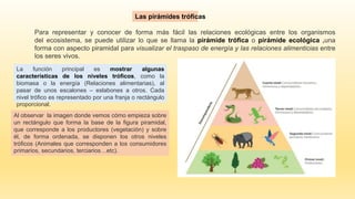 Pirámide trófica o ecológicas y tipos; de energía, de biomasa y
