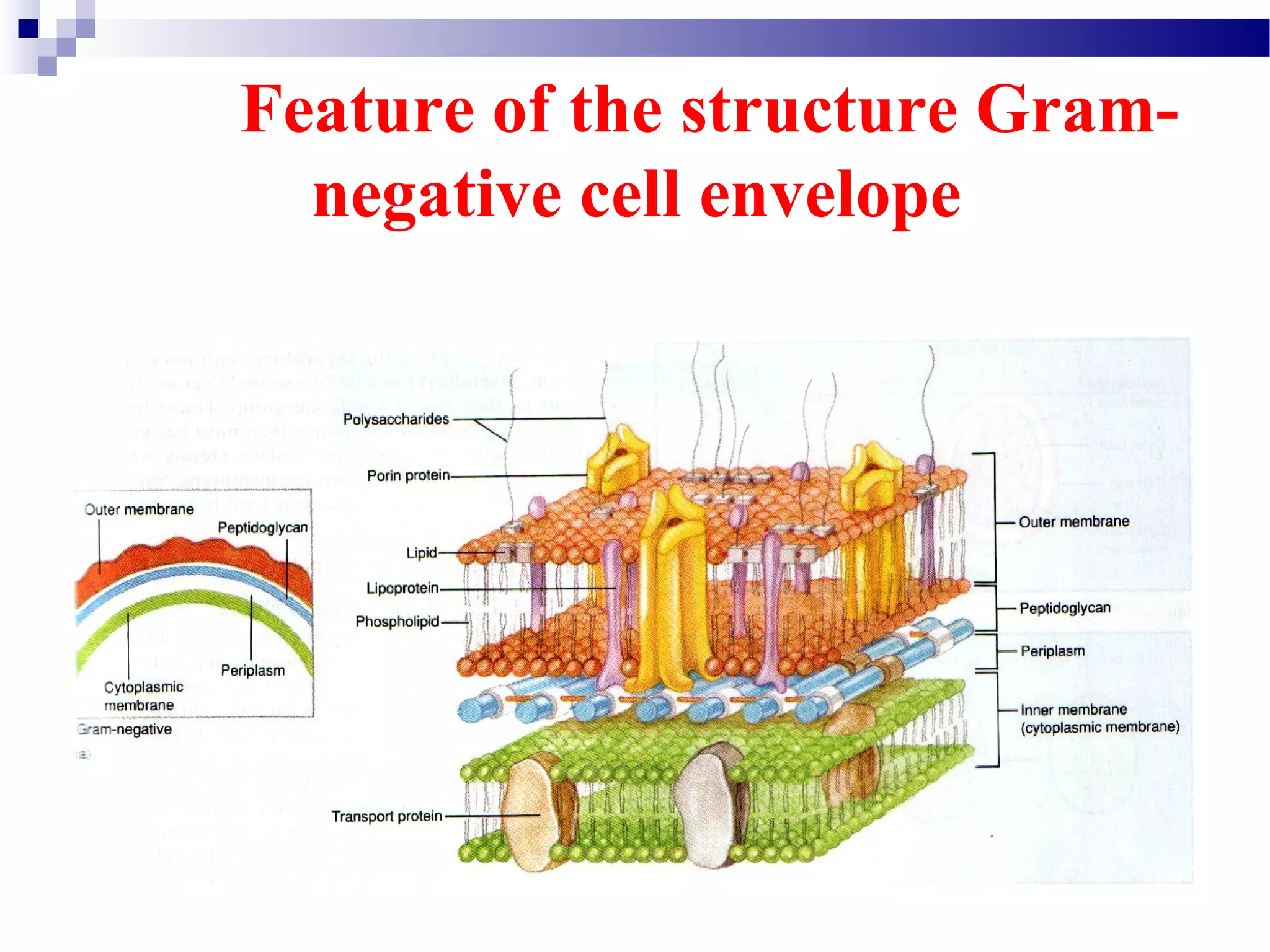 Feature of the structure Gram-
negative cell envelope
 
