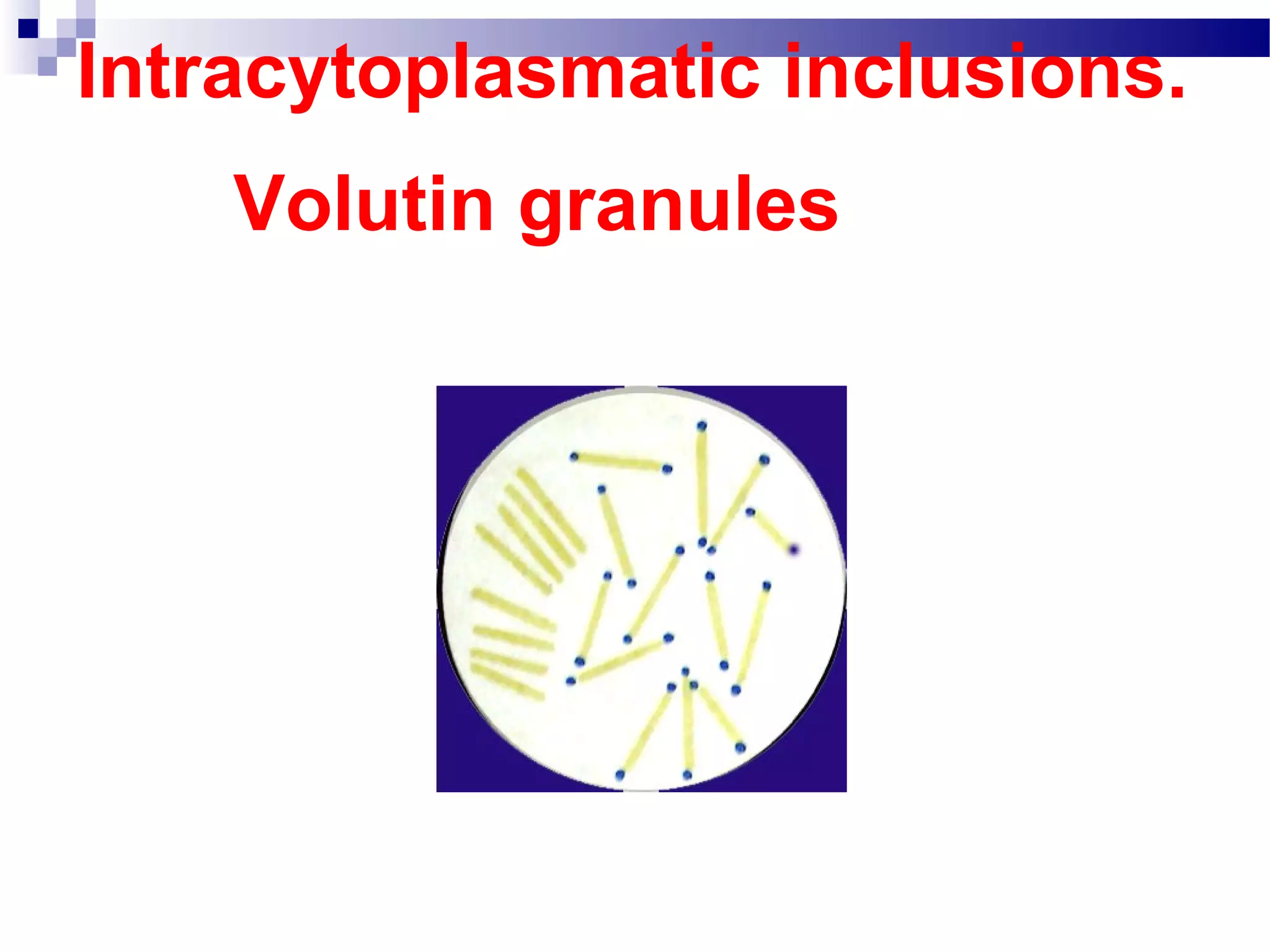 Intracytoplasmatic inclusions.
Volutin granules
 