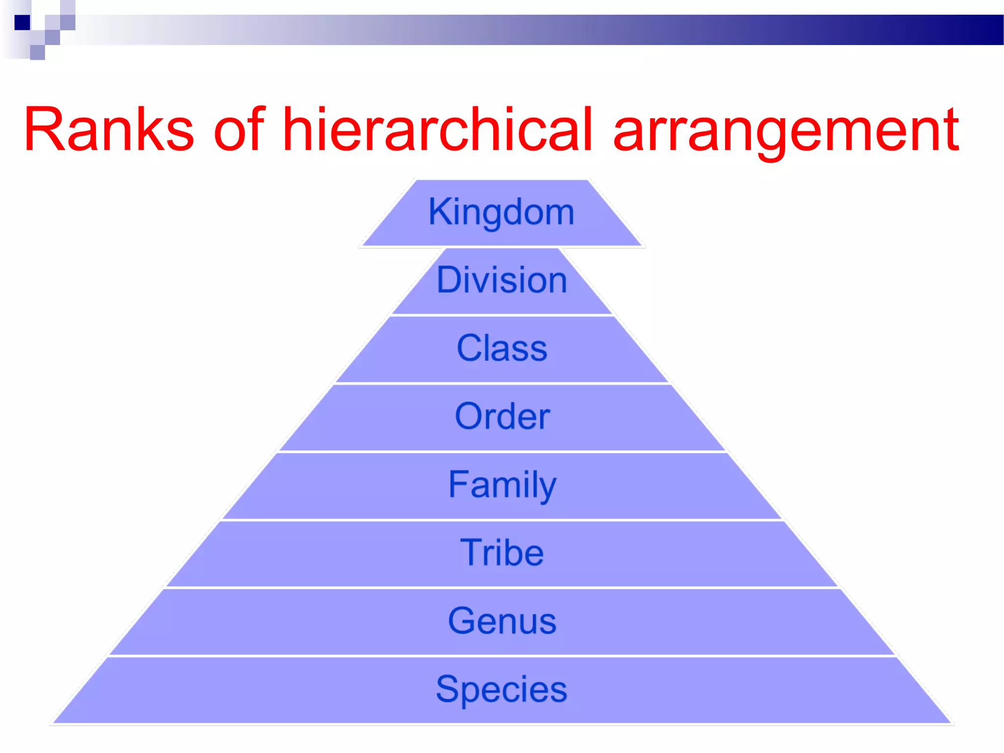 Ranks of hierarchical arrangement
 
