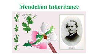 Mendelian Inheritance
 